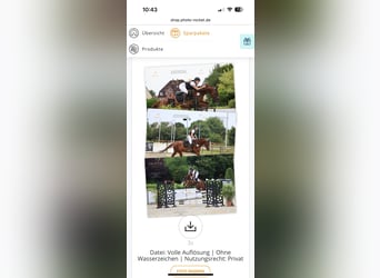 Zangersheide, Ruin, 8 Jaar, 173 cm, Donkere-vos