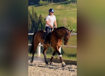 Zangersheide, Ruin, 9 Jaar, 165 cm, Bruin