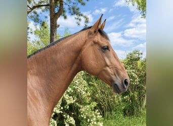 Zangersheide, Ruin, 9 Jaar, 165 cm, Lichtbruin