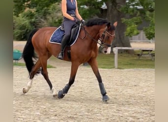 Zangersheide, Ruin, 9 Jaar, 167 cm, Bruin