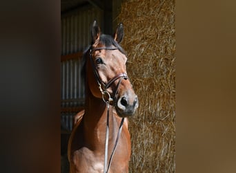 Zangersheide, Ruin, 9 Jaar, 168 cm, Bruin