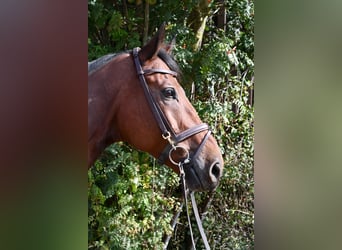 Zangersheide, Ruin, 9 Jaar, 168 cm, Bruin