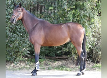 Zangersheide, Ruin, 9 Jaar, 168 cm, Bruin