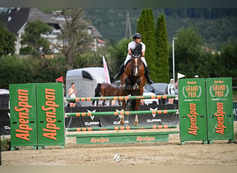 Zangersheide, Ruin, 9 Jaar, 170 cm, Bruin