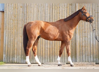 Zangersheide, Ruin, 9 Jaar, 175 cm, Vos