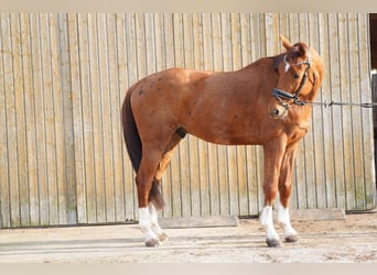 Zangersheide, Ruin, 9 Jaar, 175 cm, Vos
