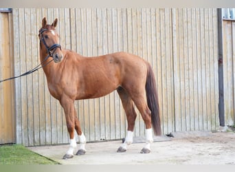 Zangersheide, Ruin, 9 Jaar, 175 cm, Vos