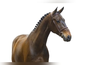 Zangersheide, Ruin, 9 Jaar, 176 cm, Bruin
