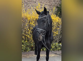 Zangersheide, Ruin, 9 Jaar, 177 cm, Zwart