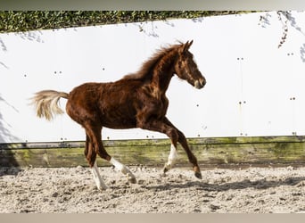 Zangersheide, Semental, 1 año, 132 cm, Alazán