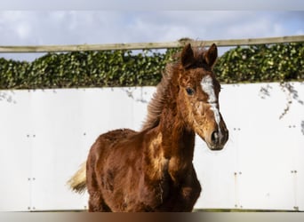 Zangersheide, Semental, 1 año, 132 cm, Alazán