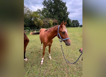 Zangersheide, Semental, 1 año, 146 cm, Alazán