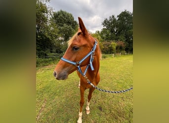Zangersheide, Semental, 1 año, 146 cm, Alazán