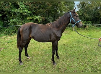 Zangersheide, Semental, 1 año, 149 cm, Morcillo