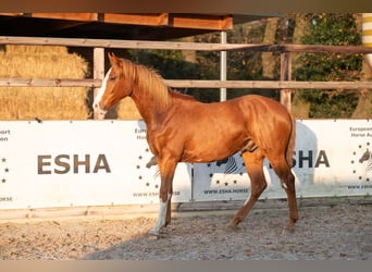 Zangersheide, Semental, 1 año, 156 cm, Alazán