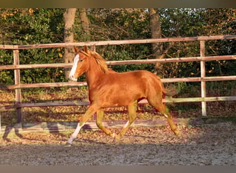 Zangersheide, Semental, 1 año, 156 cm, Alazán