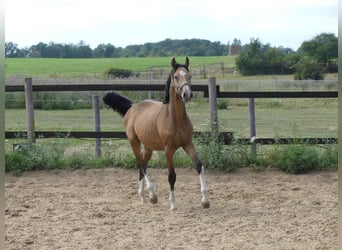 Zangersheide, Semental, 1 año, 165 cm, Buckskin/Bayo