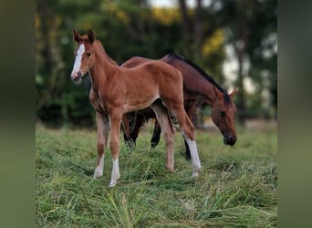 Zangersheide, Semental, 1 año, 167 cm, Alazán