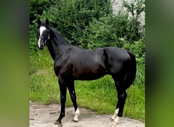 Zangersheide, Semental, 1 año, 170 cm, Negro