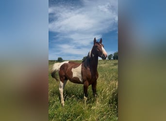 Zangersheide, Semental, 1 año, 170 cm, Pío