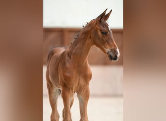 Zangersheide, Semental, 1 año, 175 cm, Castaño