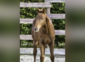 Zangersheide, Semental, 1 año, Alazán-tostado