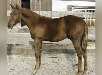 Zangersheide, Semental, 1 año, Alazán-tostado