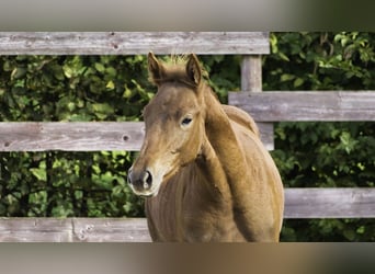 Zangersheide, Semental, 1 año, Alazán-tostado