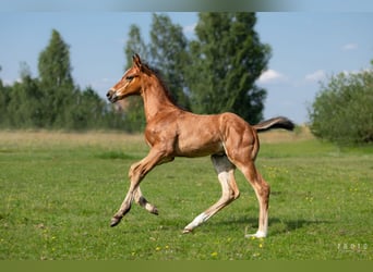 Zangersheide, Semental, 1 año, Castaño rojizo