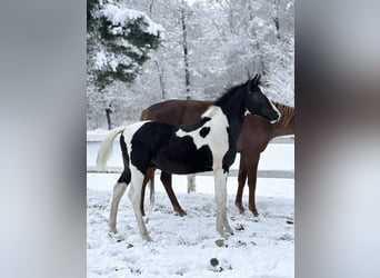 Zangersheide, Semental, 1 año, Pío