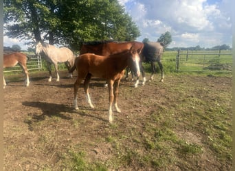 Zangersheide, Semental, 1 año, Tordo