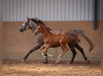 Zangersheide, Semental, 1 año, Tordo