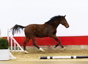 Zangersheide, Semental, 2 años, 149 cm, Castaño