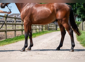 Zangersheide, Semental, 2 años, 152 cm, Castaño