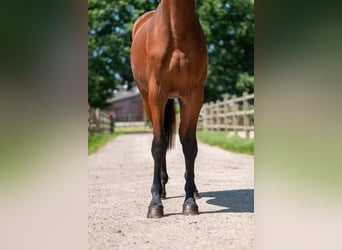 Zangersheide, Semental, 2 años, 152 cm, Castaño