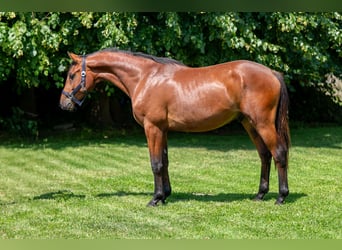 Zangersheide, Semental, 2 años, 152 cm, Castaño