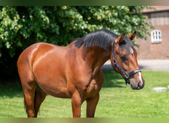 Zangersheide, Semental, 2 años, 152 cm, Castaño