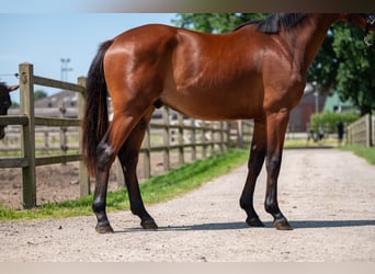 Zangersheide, Semental, 2 años, 152 cm, Castaño