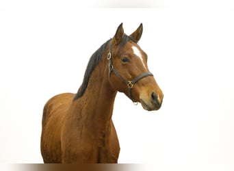 Zangersheide, Semental, 2 años, 154 cm, Castaño claro