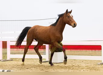 Zangersheide, Semental, 2 años, 154 cm, Castaño claro