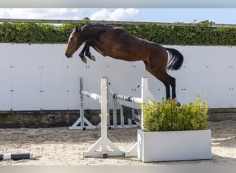 Zangersheide, Semental, 2 años, 155 cm, Castaño oscuro