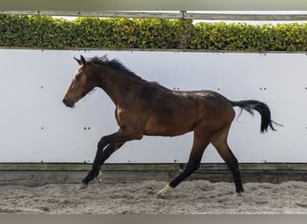 Zangersheide, Semental, 2 años, 155 cm, Castaño oscuro