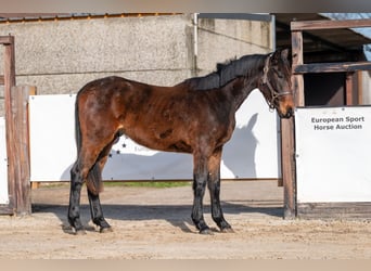 Zangersheide, Semental, 2 años, 158 cm