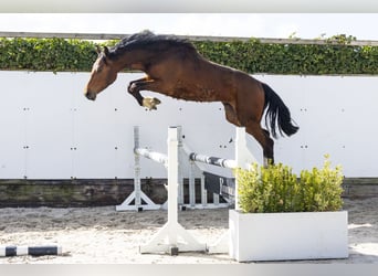 Zangersheide, Semental, 2 años, 158 cm, Castaño