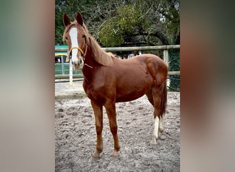 Zangersheide, Semental, 2 años, 163 cm, Alazán
