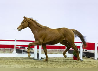 Zangersheide, Semental, 2 años, 165 cm, Alazán