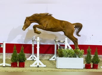 Zangersheide, Semental, 2 años, 165 cm, Alazán