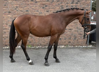 Zangersheide, Semental, 2 años, 165 cm, Castaño
