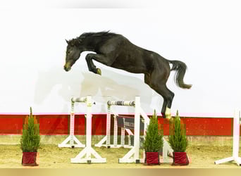 Zangersheide, Semental, 2 años, 166 cm, Castaño