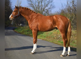 Zangersheide, Semental, 2 años, 167 cm, Alazán